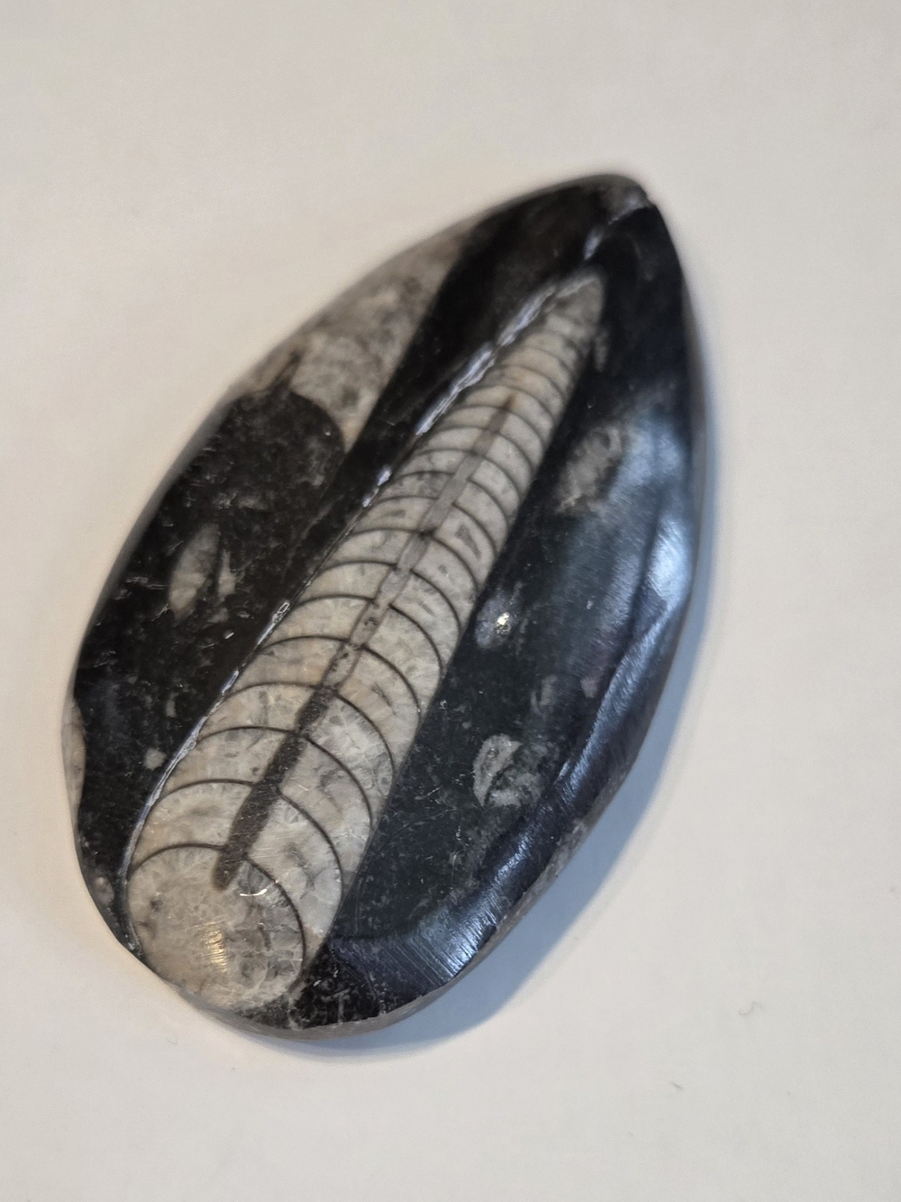 🦑 Polished Orthoceras Fossil Palm Stone 2.40 oz